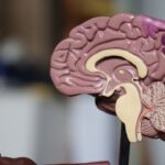 two-organ-view-of-the-human-brain-emerges