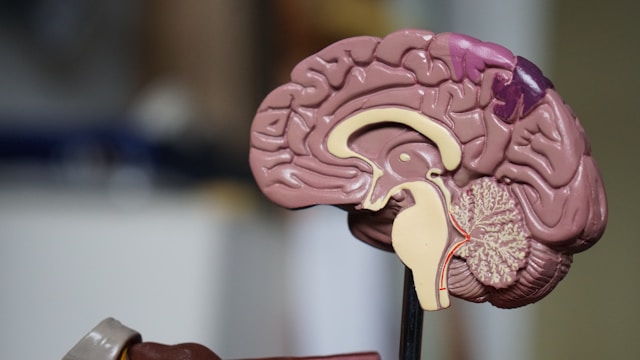 two-organ-view-of-the-human-brain-emerges