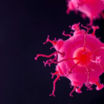 fission-yeast-study-reveals-how-gdt1,-gdt2-and-pmr1-team-up-to-balance-calcium-and-manganese