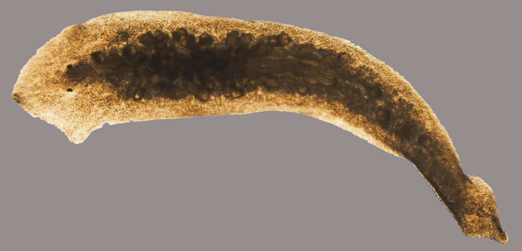 genes-involved-in-flatworm-brain-regeneration-identified