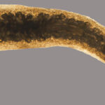 genes-involved-in-flatworm-brain-regeneration-identified