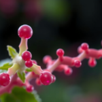 plant-compound-calein-c-blocks-key-bacterial-antioxidant-enzyme,-study-finds
