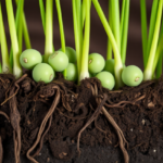 grass-pea-faces-root-rot-threat-but-harbors-rich-polygenic-resistance