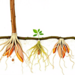 calcium-dosing-unlocks-healthier-in-vitro-almond-rootstock-and-stronger-roots
