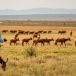 farmers’-knowledge-and-field-science-agree-on-how-to-save-ethiopia’s-rangelands