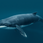 humpback-whale-mother-keeps-vigil-beside-her-stillborn-calf