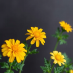 temple-marigold-waste-yields-essential-oil-that-protects-omega-3-rich-perilla-oil