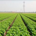 egyptian-farms-score-barely-half-their-sustainability-potential,-new-framework-reveals