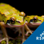 tiny-moss-frogs-reveal-how-skin-and-thyroid-evolve-together-for-life-on-land