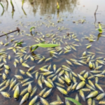 hidden-mosquito-diversity-surfaces-in-mexico’s-celestun-mangrove-reserve
