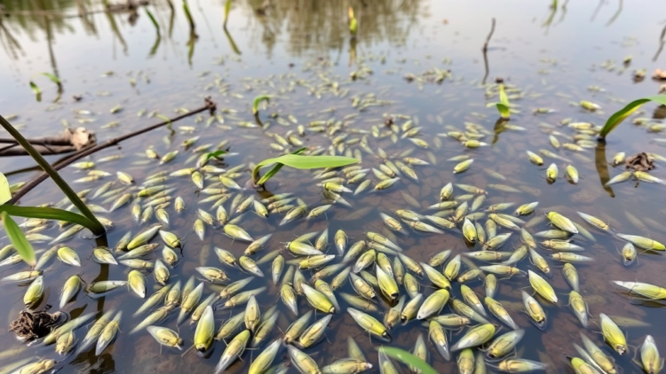 hidden-mosquito-diversity-surfaces-in-mexico’s-celestun-mangrove-reserve