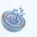 new-liposome-design-could-provide-effective-slow-release-drug-delivery-system