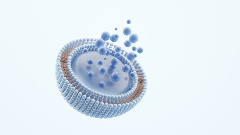 new-liposome-design-could-provide-effective-slow-release-drug-delivery-system