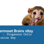 why-marmoset-brains-stay-smooth:-progenitor-cells-hold-the-evolutionary-key