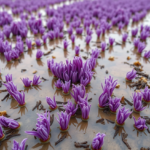 purple-bacteria-from-vietnam’s-acid-sulfate-paddies-cut-methane-by-up-to-75-percent