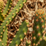 war-and-invasive-insects-push-a-lifesaving-cactus-toward-collapse-in-the-horn-of-africa