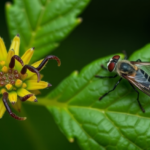 damiana-plant-polysaccharides-extend-lifespan-in-worms-and-flies,-study-finds