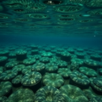 scientists-watch-a-new-zealand-estuary-breathe,-mapping-the-seafloor’s-hidden-oxygen-pulse