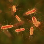 how-bladder-cells-fight-hidden-e.-coli:-new-insights-into-recurrent-utis