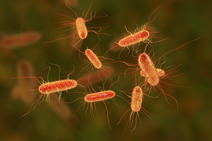 how-bladder-cells-fight-hidden-e.-coli:-new-insights-into-recurrent-utis
