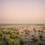 salt-marsh-microbes-hold-steady-through-day-night-swings,-venice-lagoon-study-finds