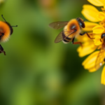 bumblebees-and-flies-keep-pollination-networks-alive-by-switching-teams-all-season
