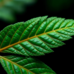 perilla-leaf-extract-extends-lifespan-and-cuts-fat-in-worms-by-rewiring-insulin-signaling