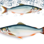 amino-acids-emerge-as-powerful-stress-shields-for-farmed-fish