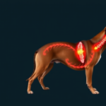 rare-spinal-spread-of-canine-mast-cell-tumours-revealed-in-three-dogs