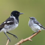 cuckoo-genes-reveal-host-habits-alone-cannot-divide-a-wandering-species