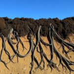 desert-roots-rewire-soil-carbon-and-nitrogen-through-microbes-and-minerals