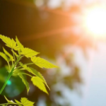 plants-remember-the-sun:-parental-uv-b-exposure-shapes-offspring-growth-through-dna-methylation