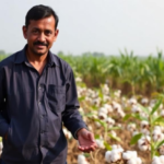 seeds-and-labour-drive-india’s-cotton-and-sugarcane-farm-profits-over-26-years