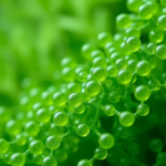 green-nanoparticles-may-carry-hidden-plant-chemistry-that-shapes-stress-resilience