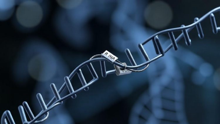 chemical-tags-on-rna-hold-the-switch-that-decides-whether-cells-die-of-iron