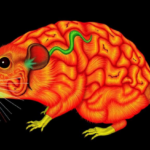 long-read-rna-sequencing-maps-sex-differences-in-the-rat-hippocampus-at-isoform-level