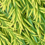 ai-sharpens-microscopic-hyperspectral-images-to-reveal-how-rice-fights-disease