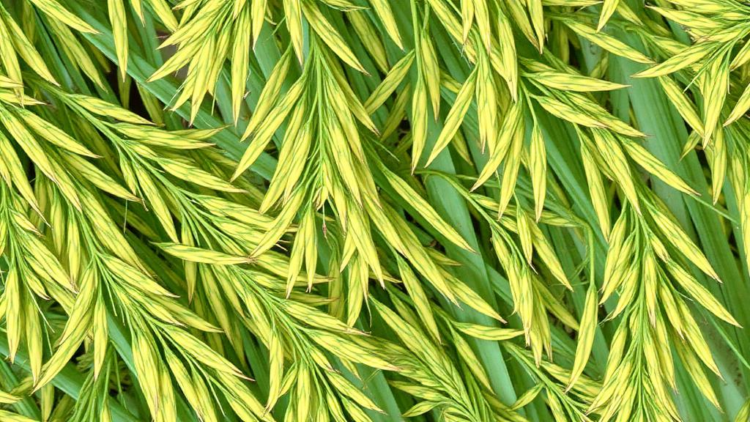 ai-sharpens-microscopic-hyperspectral-images-to-reveal-how-rice-fights-disease