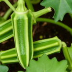 two-recessive-genes-hold-the-key-to-okra’s-defense-against-a-rising-begomovirus