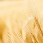 genetic-hotspots-for-grain-size-uncovered-in-durum-wheat