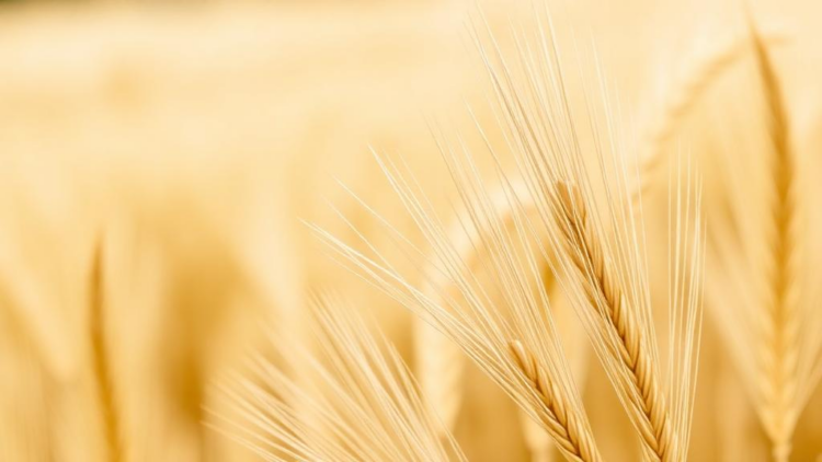 genetic-hotspots-for-grain-size-uncovered-in-durum-wheat