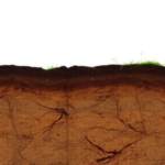 coastal-bangladesh-soils-reveal-stark-nitrogen-crisis-in-new-nutrient-maps