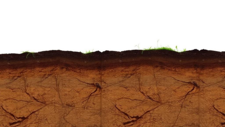 coastal-bangladesh-soils-reveal-stark-nitrogen-crisis-in-new-nutrient-maps