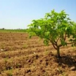 planting-trees-on-farmland,-not-grassland,-unlocks-china’s-soil-carbon-bonanza