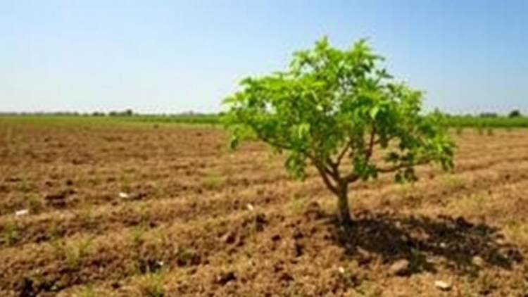planting-trees-on-farmland,-not-grassland,-unlocks-china’s-soil-carbon-bonanza