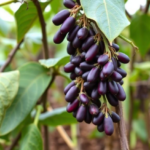 neural-networks-learn-to-spot-champion-bean-varieties-before-farmers-do