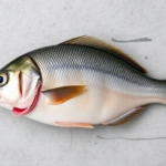 intermittent-fasting-keeps-farmed-fish-guts-healthy,-multi-omics-study-finds