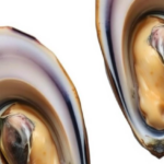 mussel-gills-host-a-year-round-core-microbiome-shaped-by-resident-and-transient-microbes
