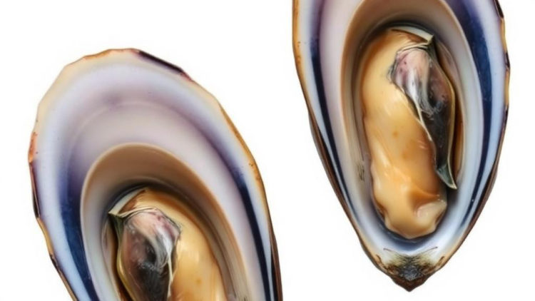 mussel-gills-host-a-year-round-core-microbiome-shaped-by-resident-and-transient-microbes
