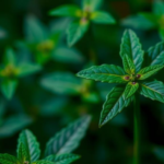 tiny-carbon-dots-coated-in-amino-acids-help-medicinal-plant-fight-cadmium-pollution